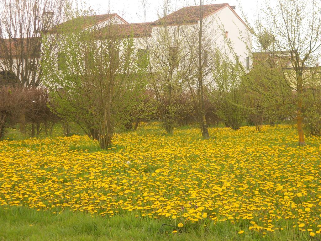 Villa Gaudio Ponte San Nicolo Bagian luar foto